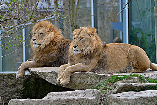 两个,狮子,雄性,俘获,动物园,慕尼黑,巴伐利亚,德国,欧洲