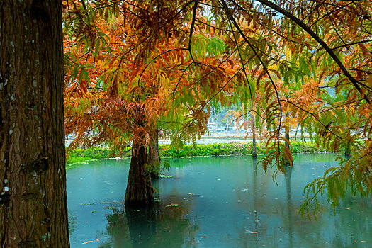 秋季来了湖泊里的落羽松叶子变红了