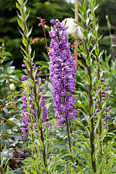紫色,飞燕草,花,花园