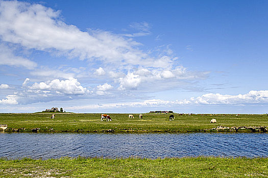 母牛,放牧,河,石荷州,德国