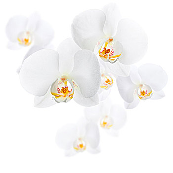 白色,兰花,蝴蝶兰属,隔绝,白色背景,背景