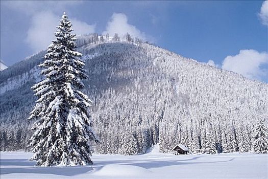 冬季风景,北方,提洛尔,奥地利,欧洲