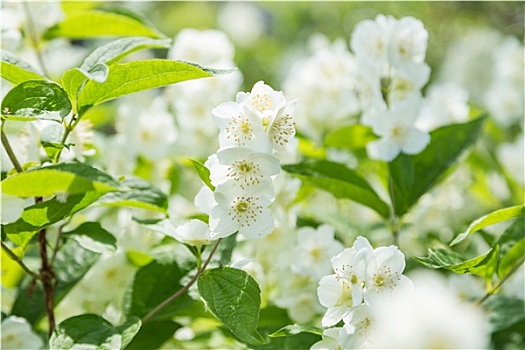 白花,茉莉,绿色植物