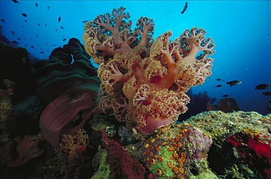 软珊瑚,脚,深,巴布亚新几内亚