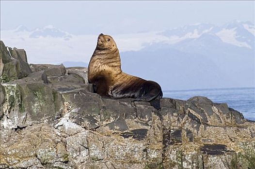 北海狮,阳光,岩石上,东南阿拉斯加