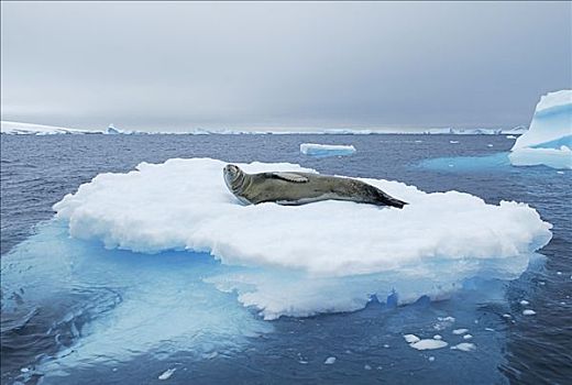 食蝦海豹,食蟹海豹,浮冰,南极