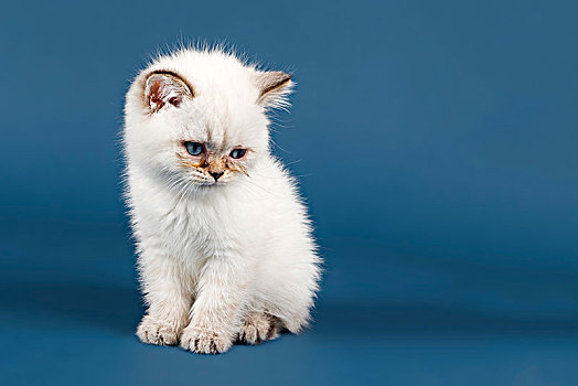 英国短毛猫,猫,小猫,白色