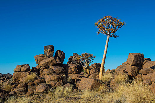 抖树,二歧芦荟,怪诞,岩石构造,操场,纳米比亚,非洲