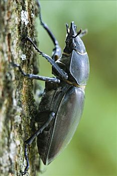 鹿角虫,锹形虫