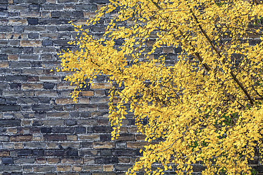 南京明城墙根金黄色的银杏树