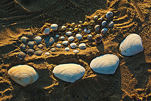 壳,收集,捆绑,岛屿,科德角,国家海岸,马萨诸塞