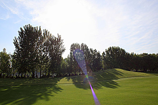 高尔夫球场,草地,树木