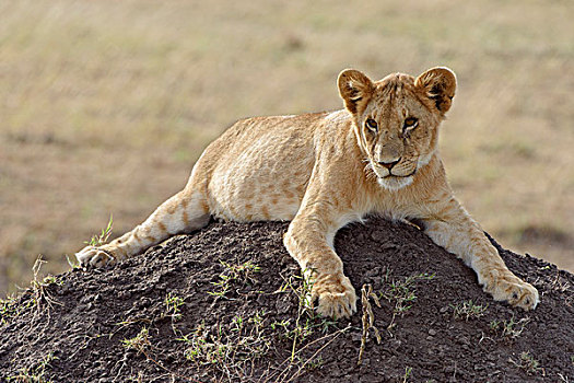 幼兽,狮子,蚁丘,马赛马拉国家保护区,肯尼亚,非洲