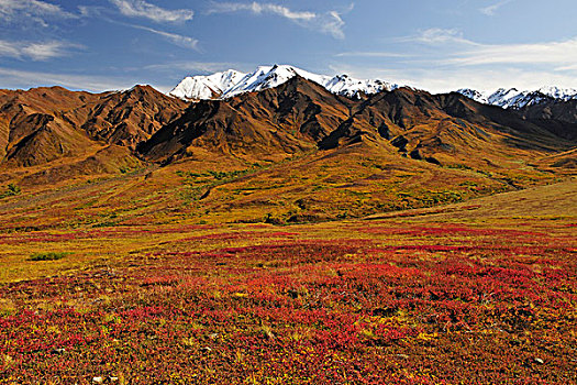 秋天,风景,彩色,苔原,德纳里峰国家公园,阿拉斯加