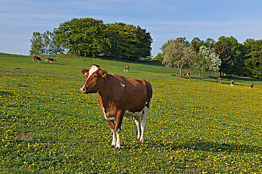 奶牛,北莱茵-威斯特伐利亚,德国