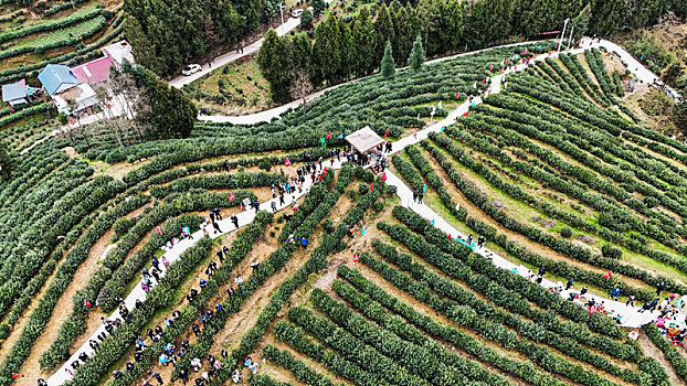 重庆酉阳,宜居贡茶采摘忙