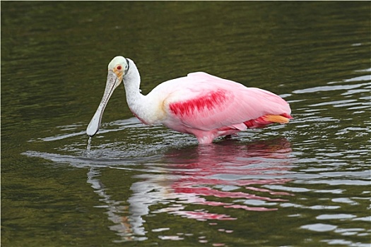 粉红琵鹭,猎捕,水中