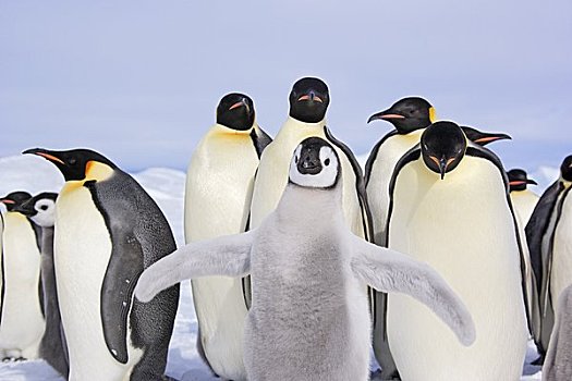 生物群,帝企鹅,雪丘岛,南极