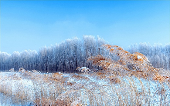 内蒙古,冬季,草原,树,雪
