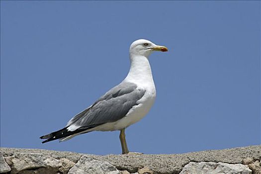 黄腿鸥,帽,福门托,马略卡岛,巴利阿里群岛,西班牙,欧洲