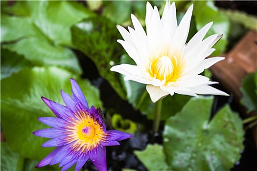 漂浮,紫罗兰,白花,荷花,绿叶