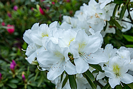 白色杜鹃花卉特写