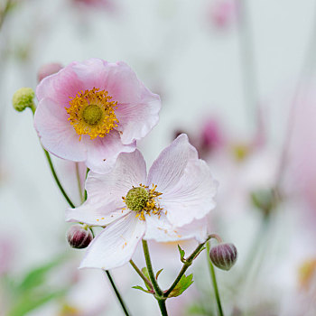 苍白,粉花,日本银莲花,特写