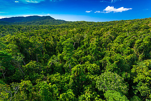 雨林,空气,靠近,库兰达,昆士兰,澳大利亚
