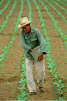 农民,种植,烟草,古巴