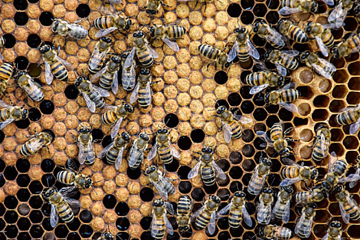 蜜蜂,家,蜂场