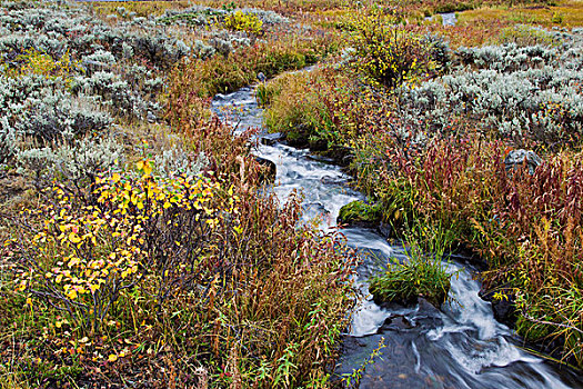 秋天,溪流,黄石国家公园