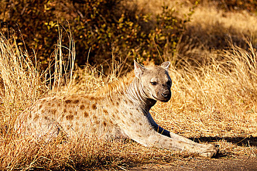 斑鬣狗,卧,草,克鲁格国家公园,南非,非洲
