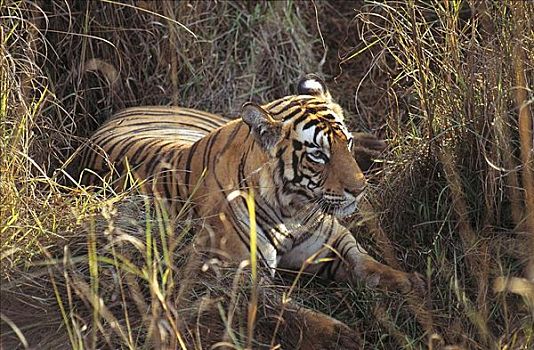 虎,孟加拉虎,濒危物种,哺乳动物,班德哈维夫国家公园,中央邦,印度,亚洲,动物