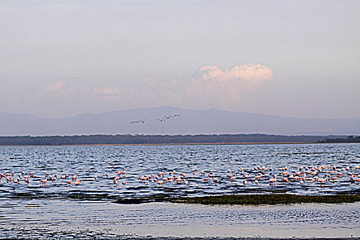 肯尼亚纳库鲁湖火烈鸟-湖天一色