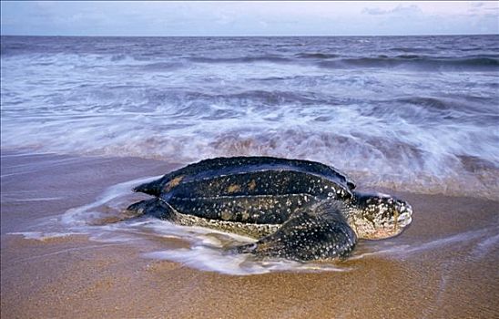 棱皮海龟,棱皮龟,边缘,窝,麦尔斯堡海滩,圭亚那