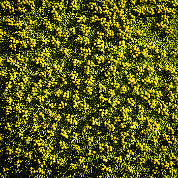 俯视,绿色,植物,纳韦尔瓦皮,国家公园,里奥内格罗,阿根廷