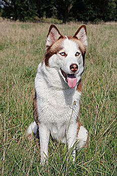 西伯利亚,哈士奇犬,雌性,4岁,坐,草地,德国,欧洲