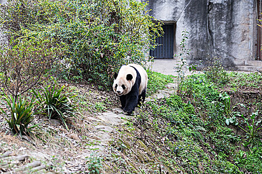 可爱,大熊猫,动物园