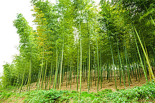 中国南方的竹林