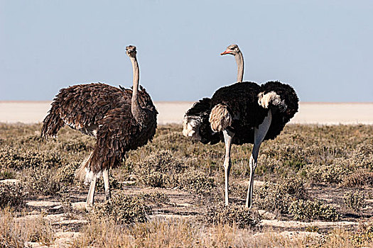 鸵鸟,鸵鸟属,骆驼,雄性,雌性,求爱,埃托沙国家公园,纳米比亚,非洲