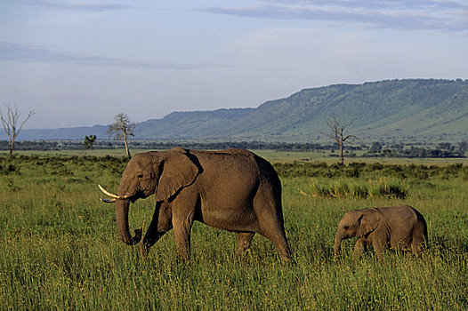 肯尼亚,马赛马拉,大象