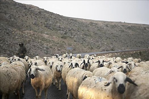 牧羊人,绵羊,卡帕多西亚,土耳其