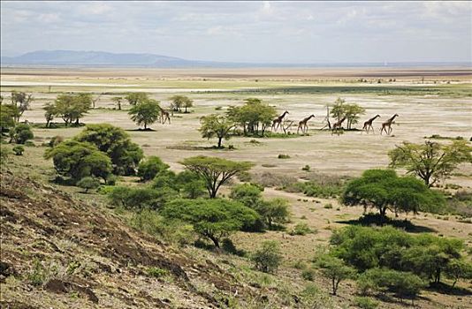 肯尼亚,地区,安伯塞利国家公园,长颈鹿,移动