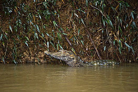 矮小,宽吻鳄,矮子,河,靠近,国家公园,亚马逊雨林,厄瓜多尔,南美