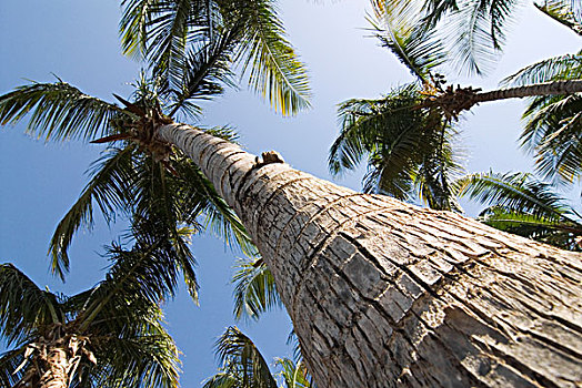 棕榈树,树,岛屿,玛格丽塔酒,委内瑞拉,南美