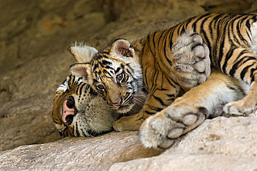 孟加拉虎,虎,星期,老,幼兽,依偎,向上,睡觉,母亲,巢穴,班德哈维夫国家公园,印度