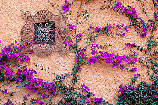 圣米格尔,墨西哥,装饰,窗户,叶子花属