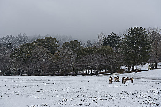 雪地上的鹿