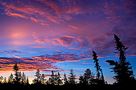 黎明,天空,树,剪影,安大略省,加拿大