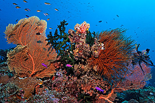 礁石,风景,不同,软,珊瑚,新,爱尔兰,巴布亚新几内亚,水下